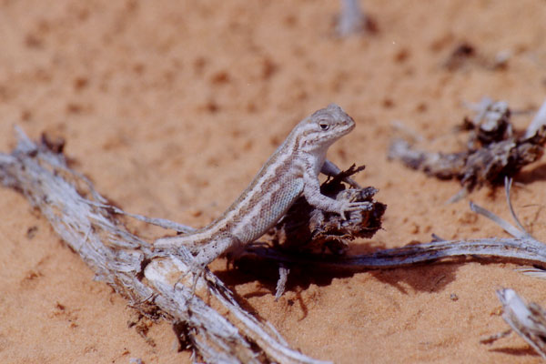 Northern Sagebrush Lizard (Sceloporus graciosus graciosus)