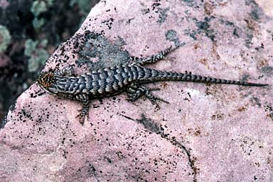 Plateau Lizard (Sceloporus tristichus)