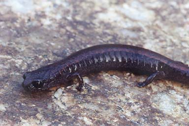 Santa Lucia Mountains Slender Salamander (Batrachoseps luciae)