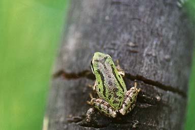 Sierran Treefrog (Pseudacris sierra)