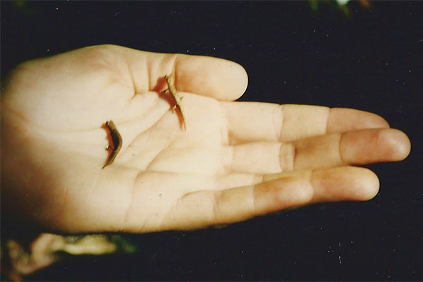 Antongil Leaf Chameleon (Brookesia peyrierasi)