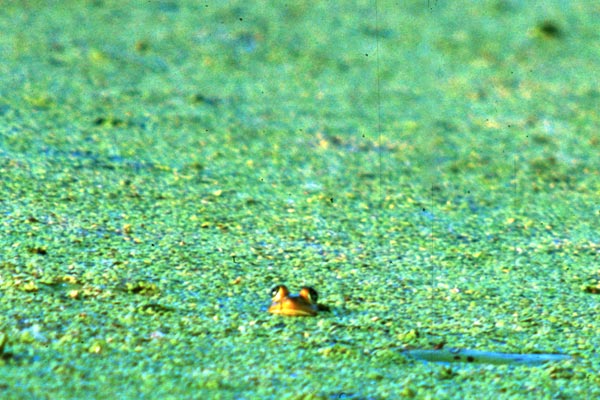 Pig Frog (Lithobates grylio)