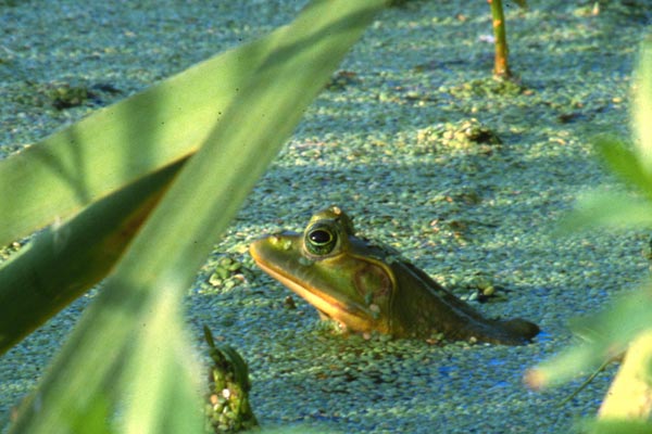 Pig Frog (Lithobates grylio)