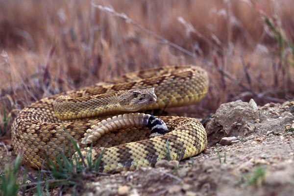 Northern Pacific Rattlesnake (Crotalus oreganus oreganus)