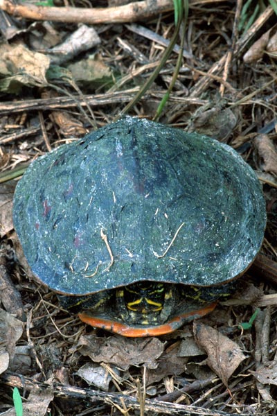 Florida Red-bellied Cooter (Pseudemys nelsoni)