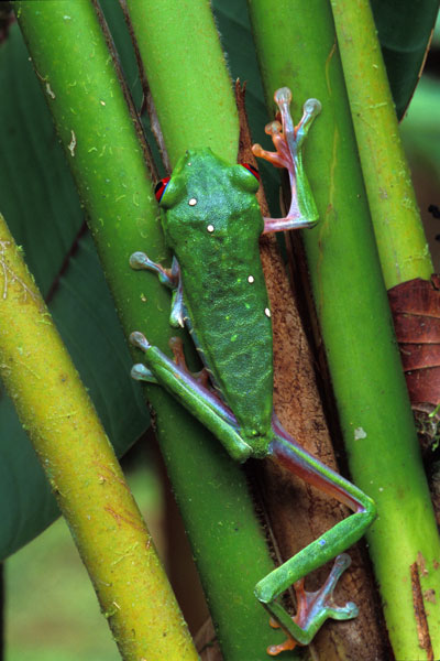 Red-eyed Leaf Frog (Agalychnis callidryas)