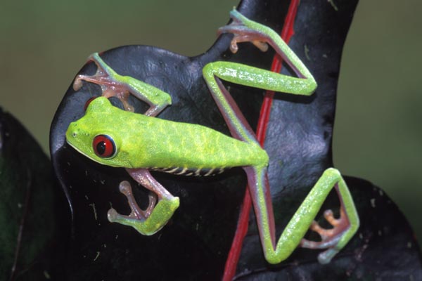 Red-eyed Leaf Frog (Agalychnis callidryas)