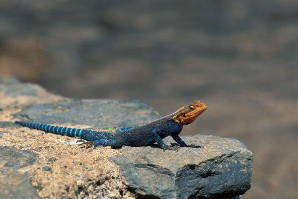 East African Rainbow Lizard (Agama lionotus)