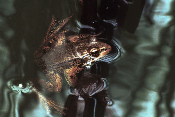 California Red-legged Frog (Rana draytonii)