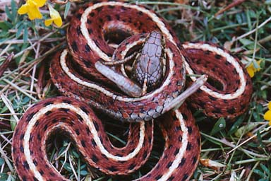 Coast Gartersnake (Thamnophis elegans terrestris)