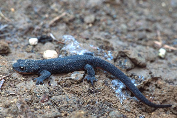 Rough-skinned Newt (Taricha granulosa)