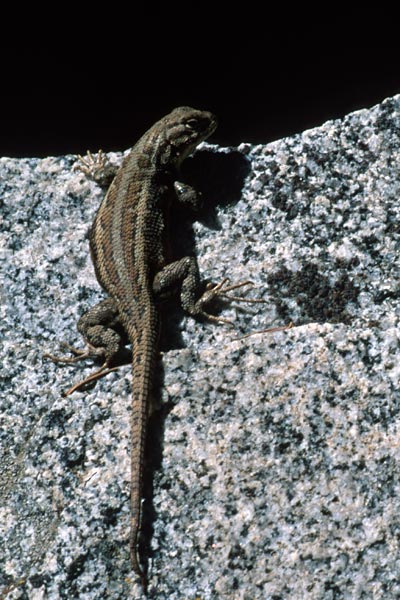 Western Sagebrush Lizard (Sceloporus graciosus gracilis)