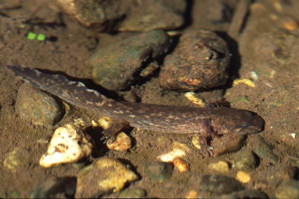 Coastal Giant Salamander (Dicamptodon tenebrosus)