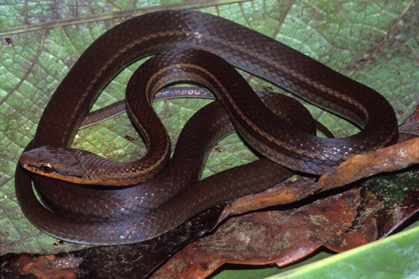 Salmon-bellied Racer (Mastigodryas melanolomus)