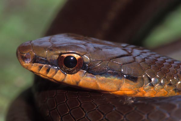 Salmon-bellied Racer (Mastigodryas melanolomus)