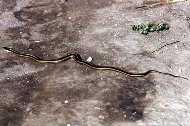 Santa Cruz Gartersnake (Thamnophis atratus atratus)