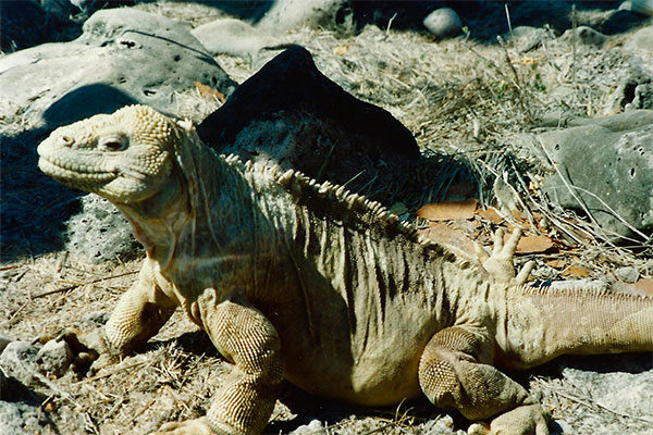 Santa Fe Land Iguana (Conolophus pallidus)