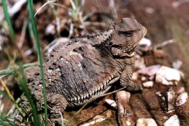 Hernandez’s Short-horned Lizard (Phrynosoma hernandesi hernandesi)