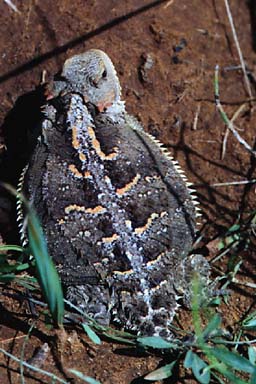 Hernandez’s Short-horned Lizard (Phrynosoma hernandesi hernandesi)