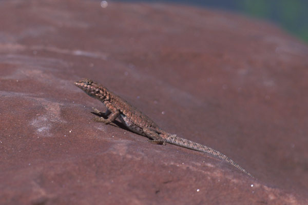 Plateau Side-blotched Lizard (Uta stansburiana uniformis)