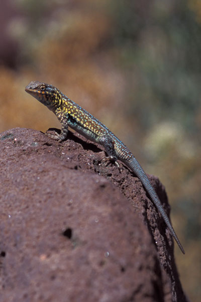 Western Side-blotched Lizard (Uta stansburiana elegans)