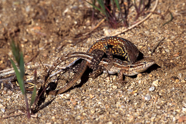 Western Side-blotched Lizard (Uta stansburiana elegans)