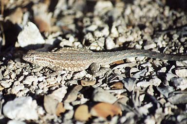 Western Side-blotched Lizard (Uta stansburiana elegans)