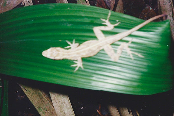 Silky Anole (Anolis sericeus)