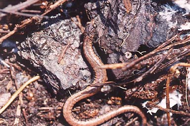 Santa Lucia Mountains Slender Salamander (Batrachoseps luciae)