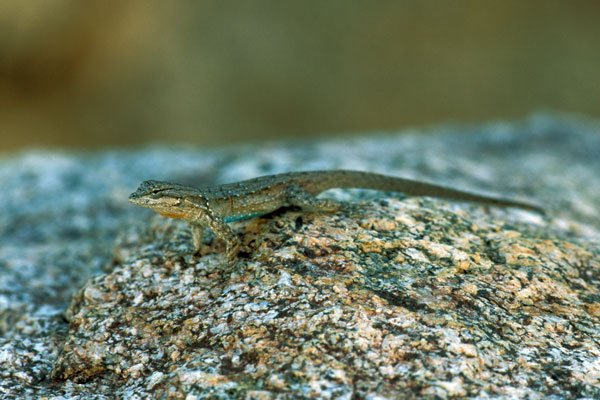 Black-tailed Brush Lizard (Urosaurus nigricauda)