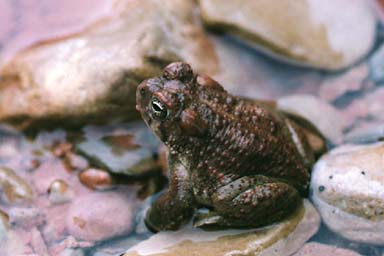 Arizona Toad (Anaxyrus microscaphus)