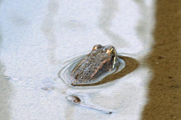 Oregon Spotted Frog (Rana pretiosa)