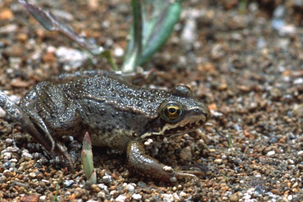 Oregon Spotted Frog (Rana pretiosa)