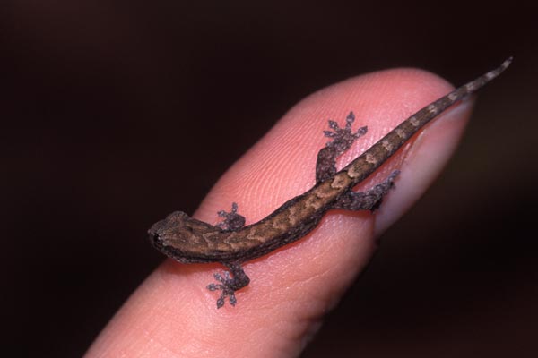 Mourning Gecko (Lepidodactylus lugubris)