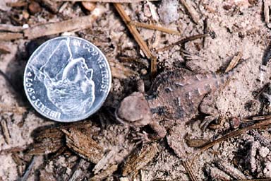 Hernandez’s Short-horned Lizard (Phrynosoma hernandesi hernandesi)