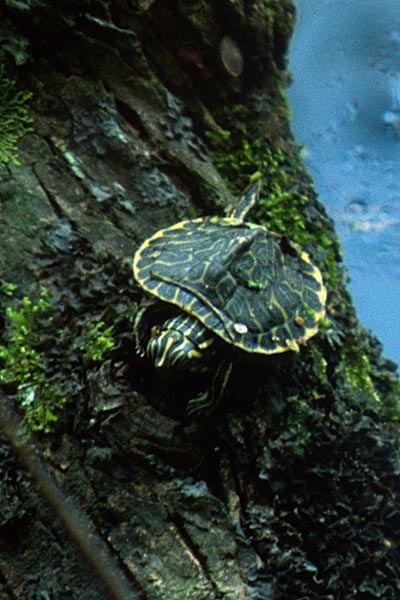 Peninsula Cooter (Pseudemys peninsularis)