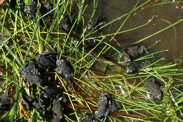 Western Toad (Anaxyrus boreas)