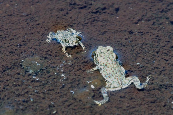 Western Toad (Anaxyrus boreas)