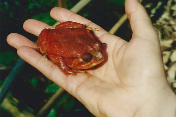 Tomato Frog (Dyscophus antongilii)