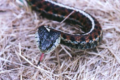 Coast Gartersnake (Thamnophis elegans terrestris)