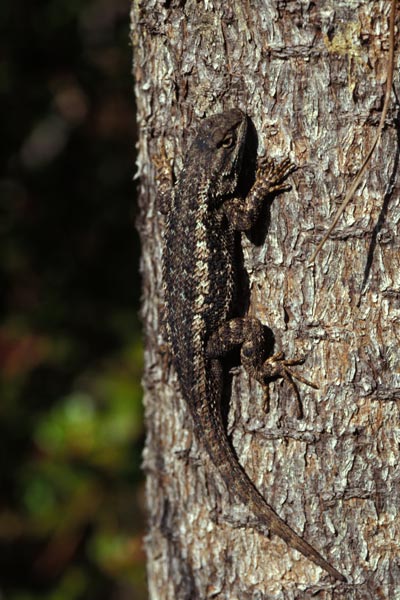 Coast Range Fence Lizard (Sceloporus occidentalis bocourtii)