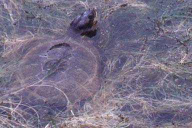 Western Pond Turtle (Actinemys marmorata)