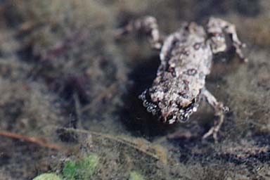 Western Toad (Anaxyrus boreas)