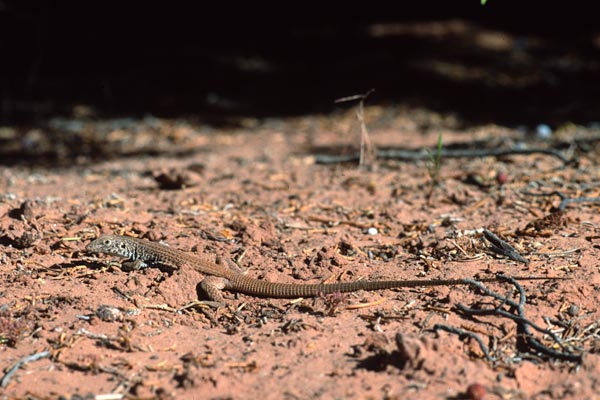 Plateau Tiger Whiptail (Aspidoscelis tigris septentrionalis)