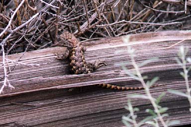 Yellow-backed Spiny Lizard (Sceloporus uniformis)