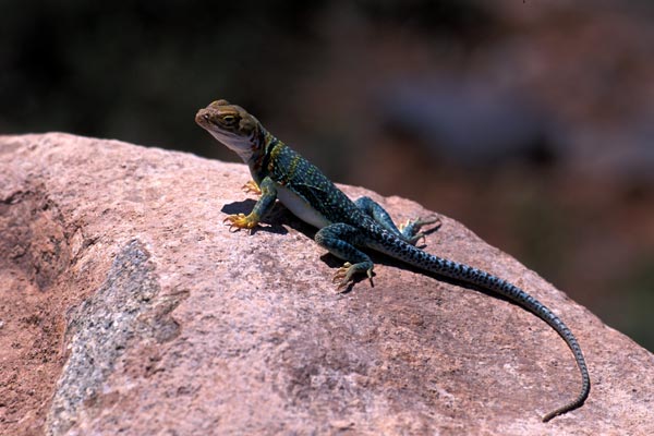 Eastern Collared Lizard (Crotaphytus collaris)