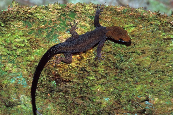 Yellow-headed Gecko (Gonatodes albogularis)