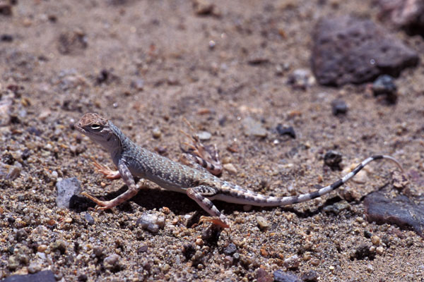 Western Zebra-tailed Lizard (Callisaurus draconoides rhodostictus)