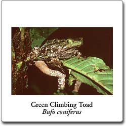 Bufo coniferus