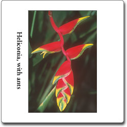 Heliconia flower